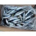 frozen pacific horse indian mackerel